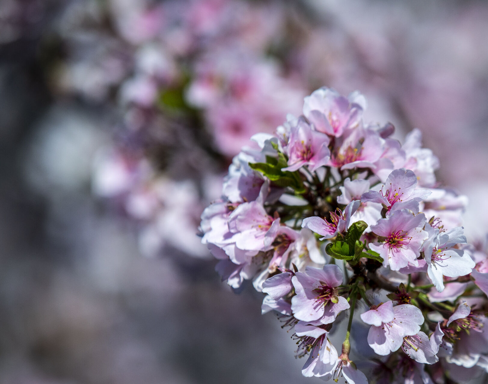 Spring Flowers